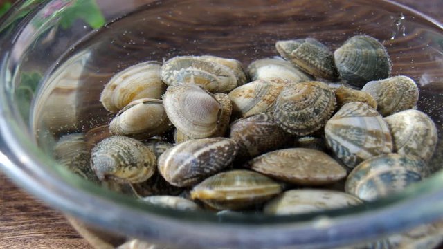 アサリ貝の砂出し