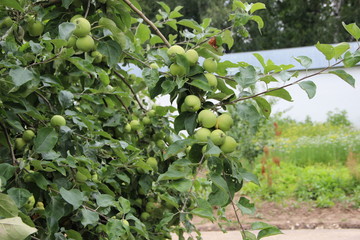 green, fruit, tree, apple, garden, food, branch, agriculture, nature, tomato, plant, leaf, fresh, apples, healthy, summer, organic, ripe, vegetable, crop, farm, growth, fruits, orchard, tomatoes