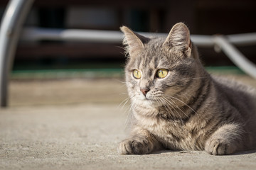 Naklejka na ściany i meble Beautyfull young gray male cat on concrete