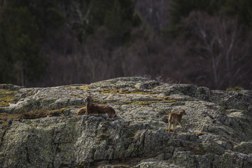 Muflones en los Pirineos