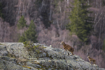 Muflones en los Pirineos
