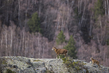 Muflones en los Pirineos