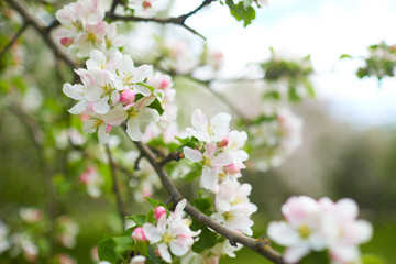 apple blossom