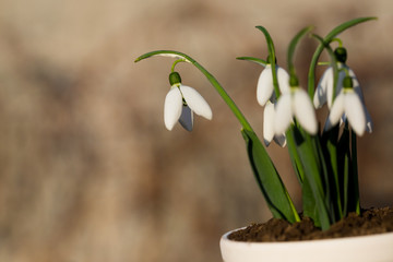isolated snowdrops in a pot with blured bacground
