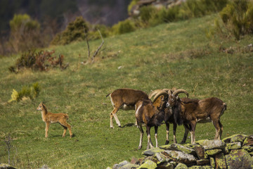 Naklejka na ściany i meble Muflones en los Pirineos
