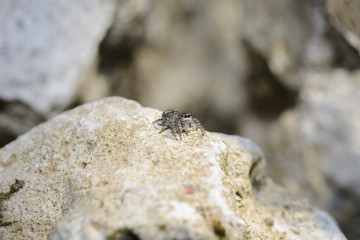 jumping spider on a rock