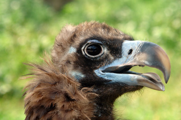 The head is turned to the right. The eagle looks into the distance.