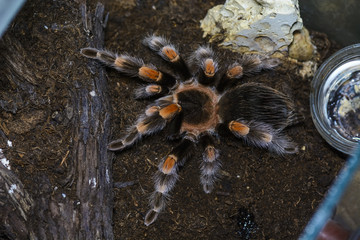 tarantula