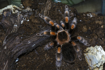 tarantula