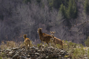 Muflones de los Pirineos