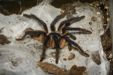tarantula