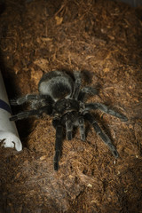 black tarantula