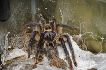 tarantula