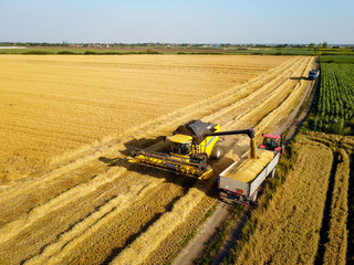 Bird's eyes from flying drone of large professional combine harvester loading wheat into the tank...