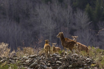 Muflones de los Pirineos