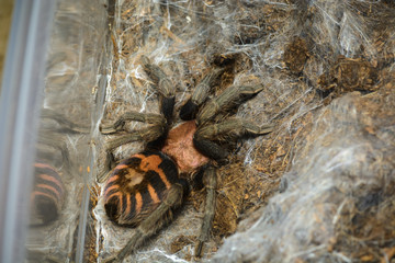 tarantula