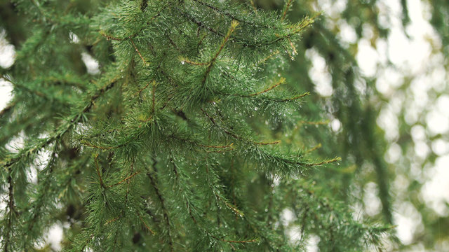 Fototapeta Pine branch with drops after rain. Spruce branch leaves with rain drops.Green lush spruce branch. Green spruce branch with water drops.