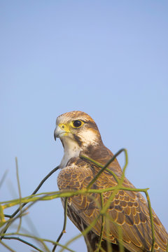 Laggar Falcon, Falco jugger Jaisalmer, Rajasthan