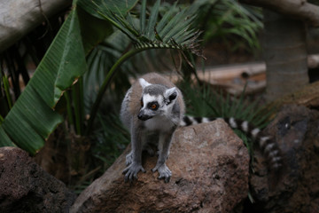 Lemur small funny animal mammal Africa Madagascar