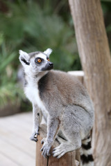 Naklejka na ściany i meble Lemur small funny animal mammal Africa Madagascar