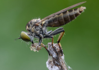 Super macro Robber fly with prey perching on treetop