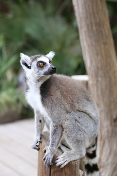 Lemur small funny animal mammal Africa Madagascar