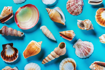 different sea shells on a blue background