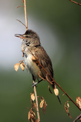 Single Great Reed Warbler on a reed stem during a spring period