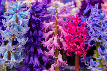 The first spring flowers hyacinths. Spring floral background.
