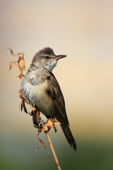 Single Great Reed Warbler on a reed stem during a spring period