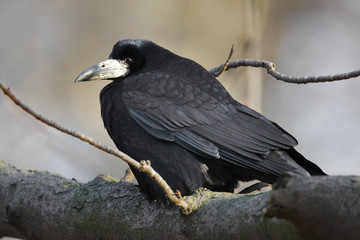 Single Rook bird on a tree branch during a spring nesting period