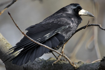 Single Rook bird on a tree branch during a spring nesting period