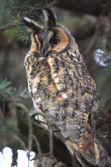 Single Long-eared Owl bird on a tree branch in a forest during a spring period