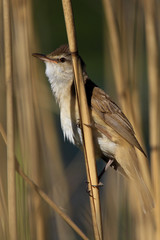 Single Great Reed Warbler on a reed stem during a spring period
