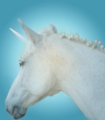 Primo piano di un bianco cavallo con un candido unicorno  su uno sfondo celeste  © SimoneCreations