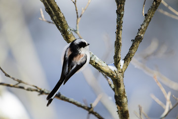 エナガ(Long-tailed Tit)