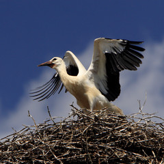 White Stork birds on a nest during the spring nesting period