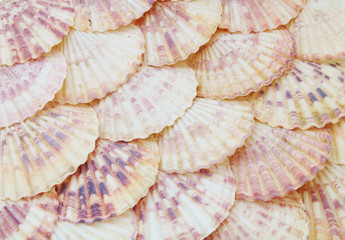 Many scallop seashell as background