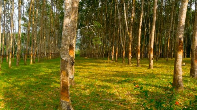 Plantation for the extraction of natural latex from rubber trees.