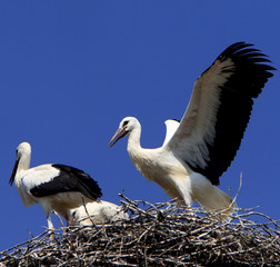 White Stork birds on a nest during the spring nesting period