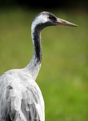 Single Grey Crane bird on grassy wetlands during a spring nesting period