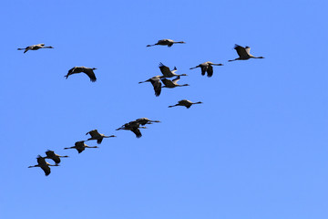 Group of Grey Crane birds in flight over grassy wetlands during a spring nesting period