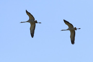 Group of Grey Crane birds in flight over grassy wetlands during a spring nesting period