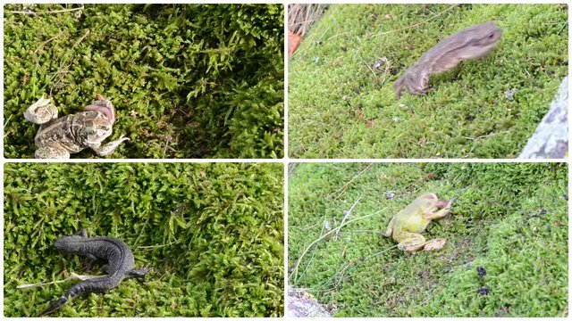 Amphibia toad, frogs and triton on moss. Footage clips collage.