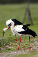 Pair of White Stork birds on a grassy meadow during the spring nesting period