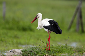 Single White Stork bird on a grassy meadow during the spring nesting period