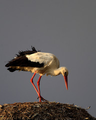 Single white Stork bird on a nest during the spring nesting period