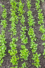Young parsley grows in rows on a garden