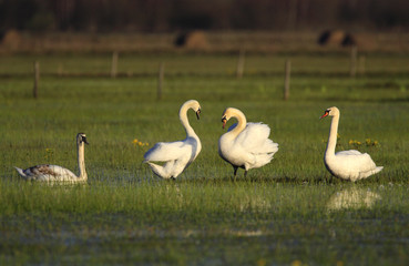 Obraz premium Group of Mute swan birds on grassy meadow during a spring nesting period