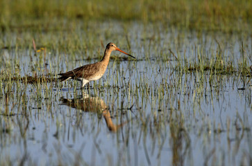Single Black-tailed Godwit bird on grassy wetlands during a spring nesting period